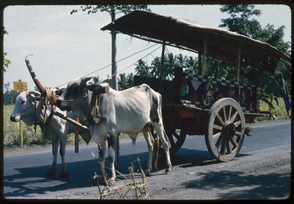Cart Pulled by Oxen