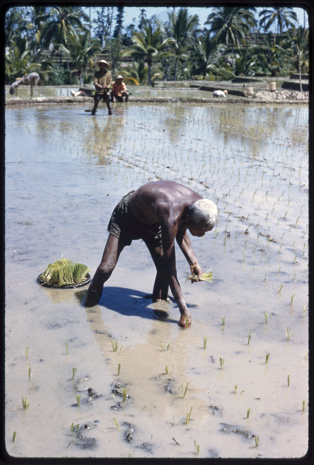 Man Planting Shoots in Field