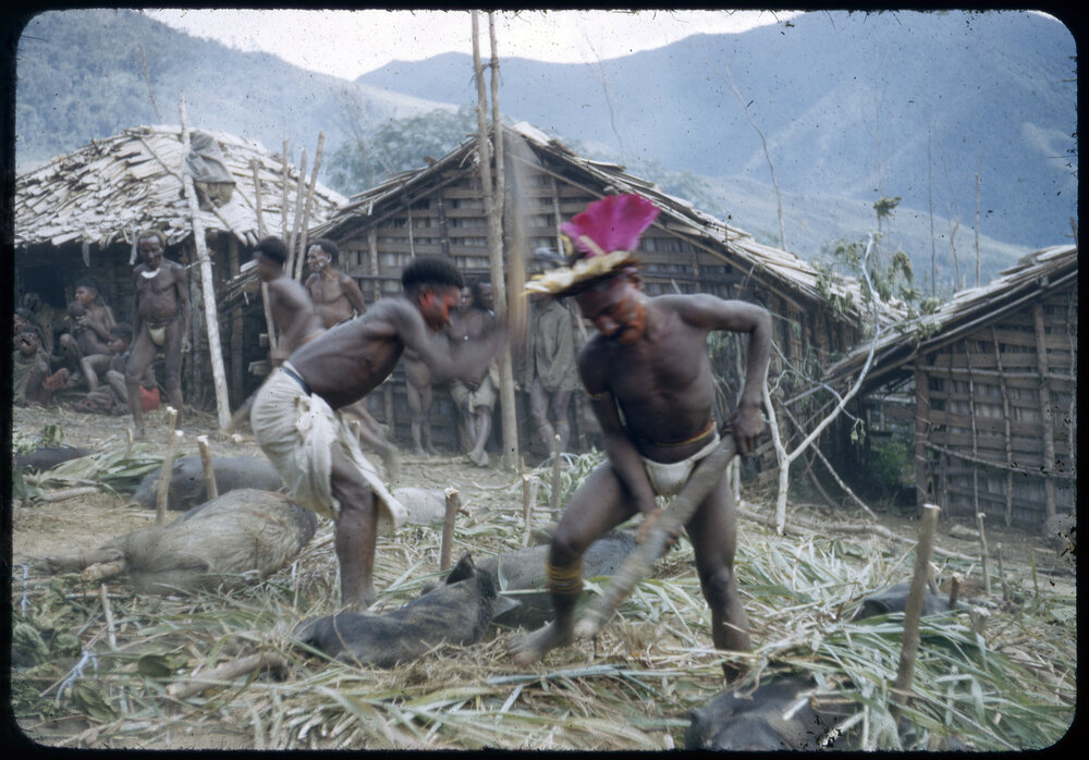 Men Preparing Pigs for Ceremony