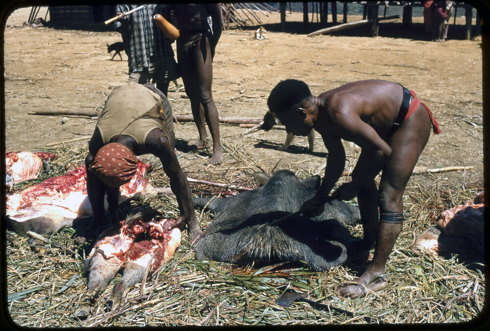 Men Butchering Pigs for Ceremony