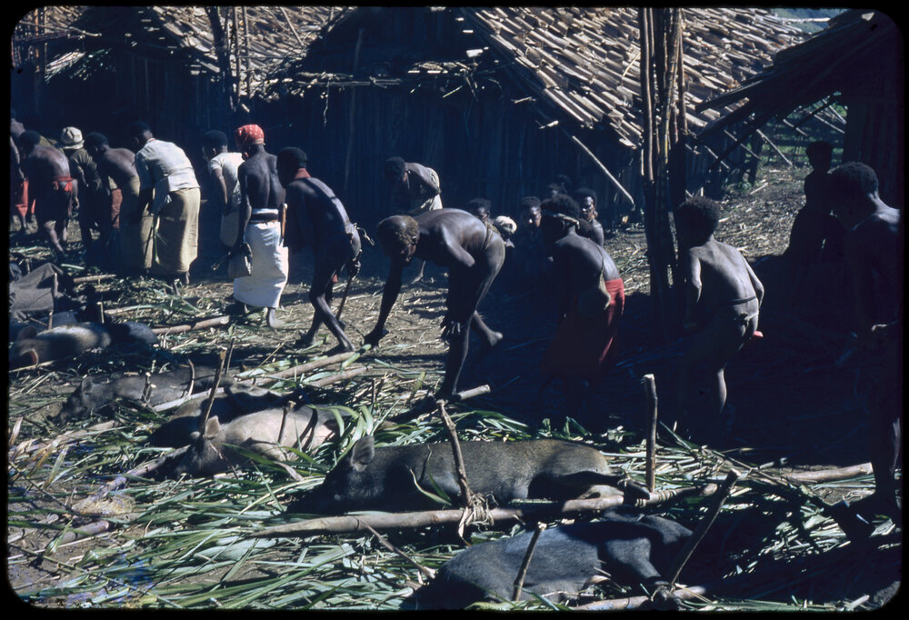 Group Preparing Pigs for Ceremony