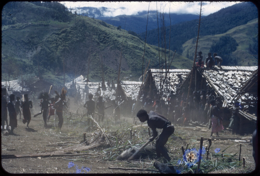 Men Butchering Pigs for Ceremony