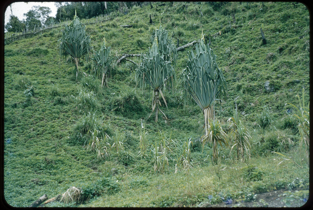 Mountainside, Papua New Guinea