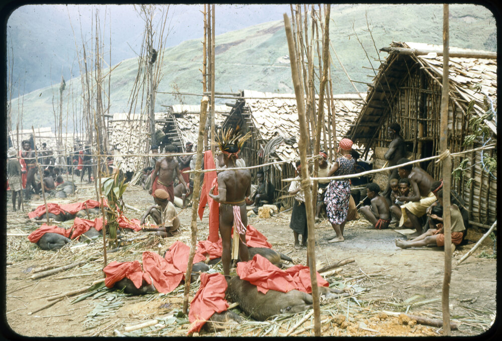 Slaughtered Pigs Covered in Red Cloth