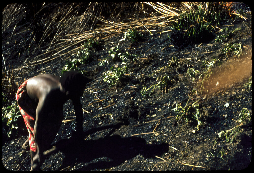 Woman Digging in Soil
