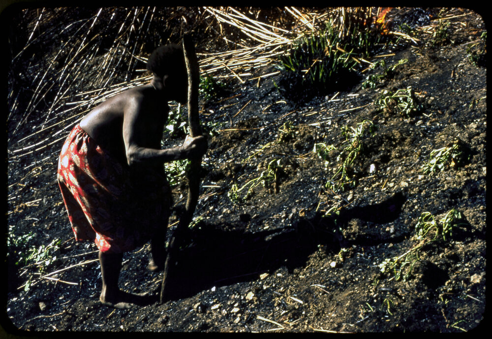 Woman Digging in Soil