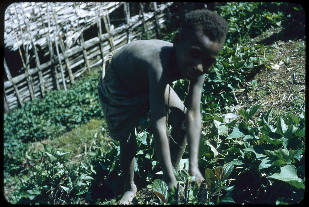 Child Picking Plants