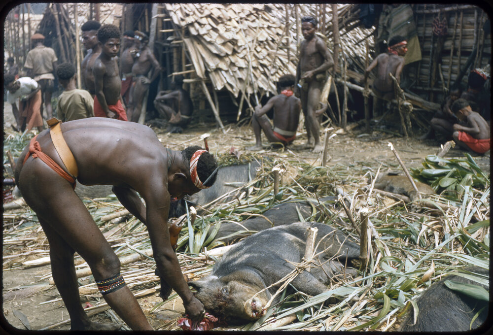 Man Preparing Pigs for Ceremony