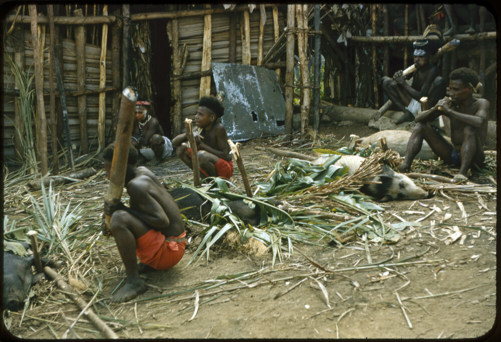 Men Preparing Pigs for Ceremony