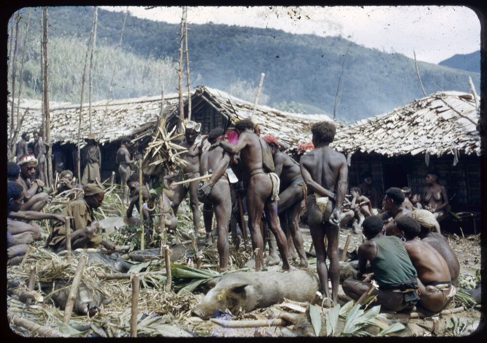 Group Preparing Pigs for Ceremony
