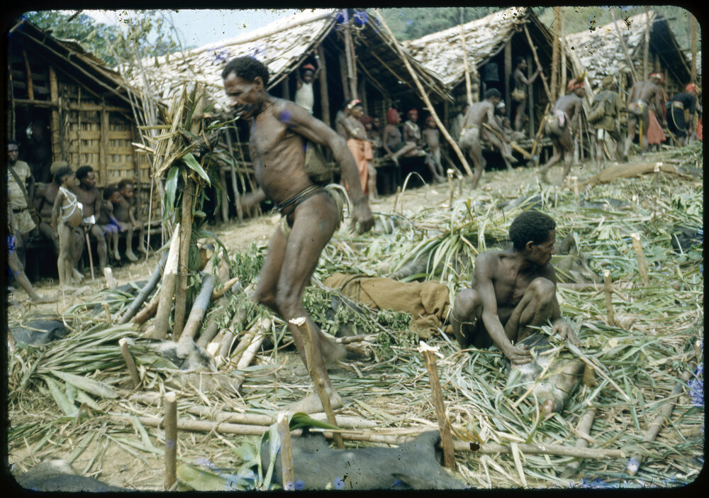 Men Preparing Pigs for Ceremony