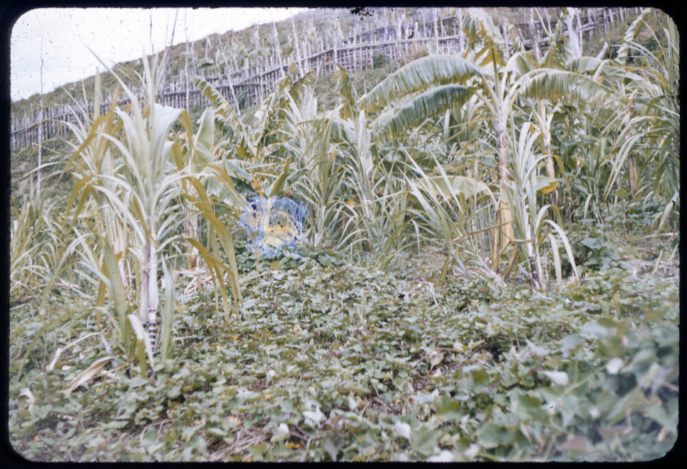 Plants on Mountainside, Papua New Guinea