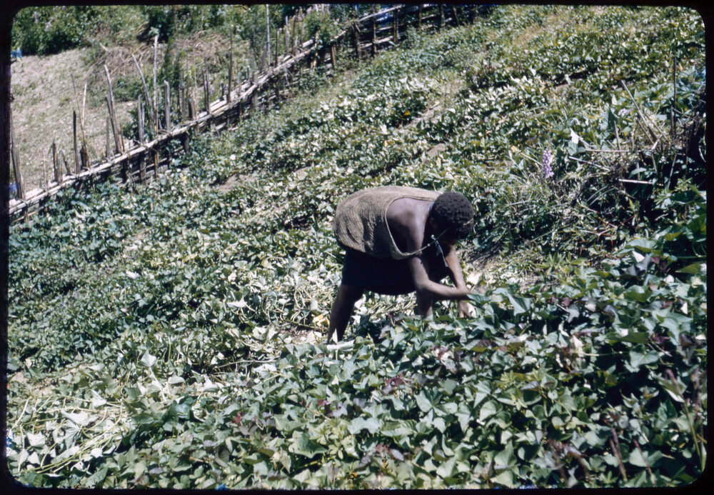 Woman Collecting Plants