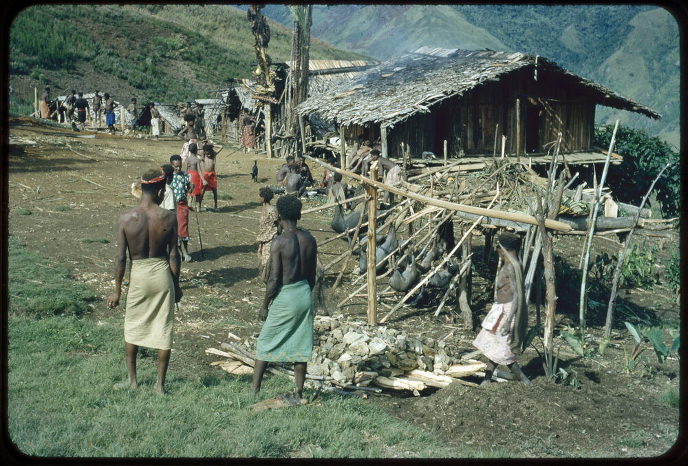Group Preparing Pigs for Ceremony