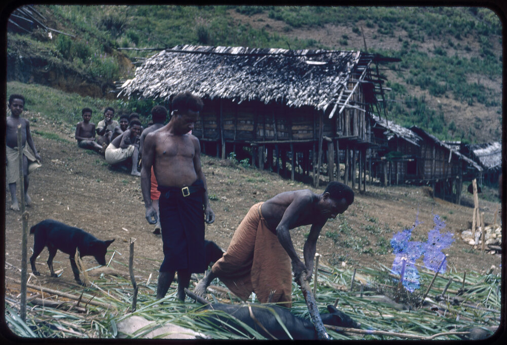 Man Preparing Pigs for Ceremony
