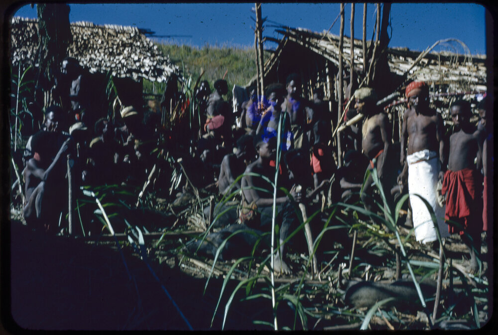 Group Preparing Pigs for Ceremony