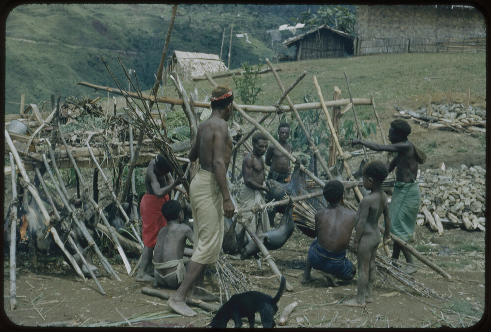 Group Preparing Pigs for Ceremony