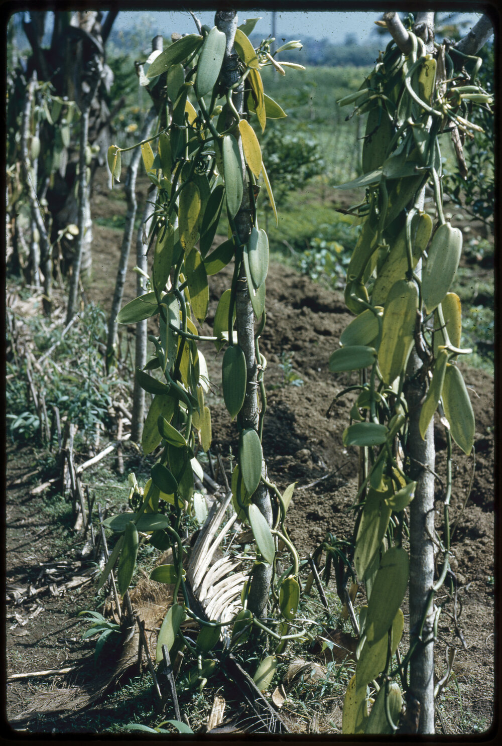 Group Standing in Mountainside Village