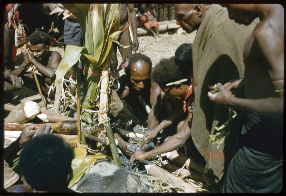 Group Preparing Pigs for Ceremony