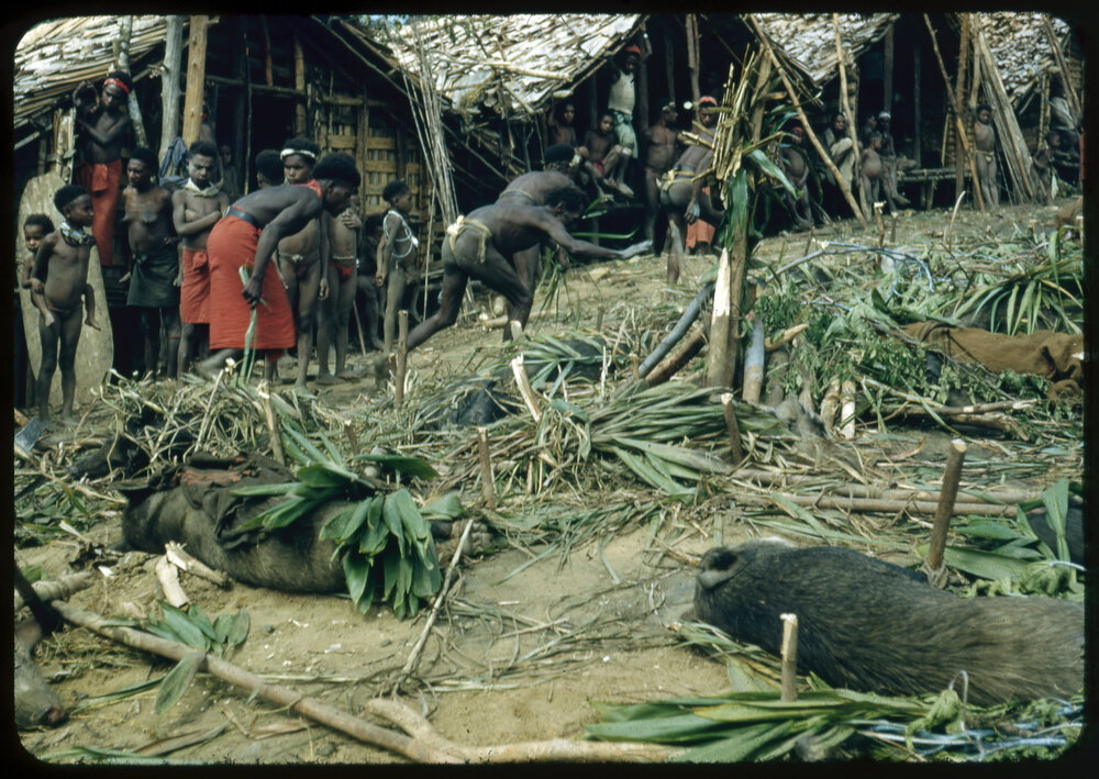 Slaughtered Pigs Outside Buildings