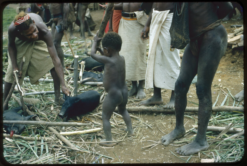 Child Preparing Pig for Ceremony