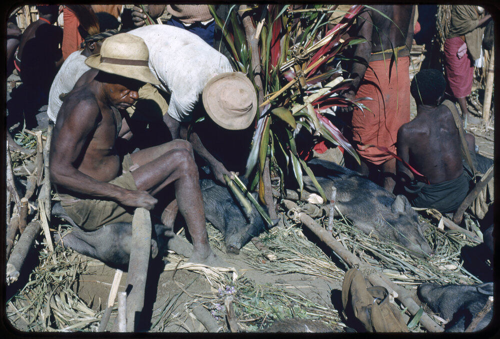 Men Preparing Pigs for Ceremony