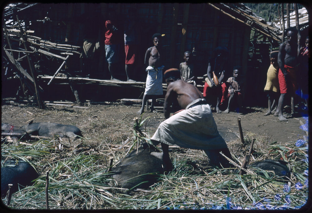 Man Preparing Pigs for Ceremony
