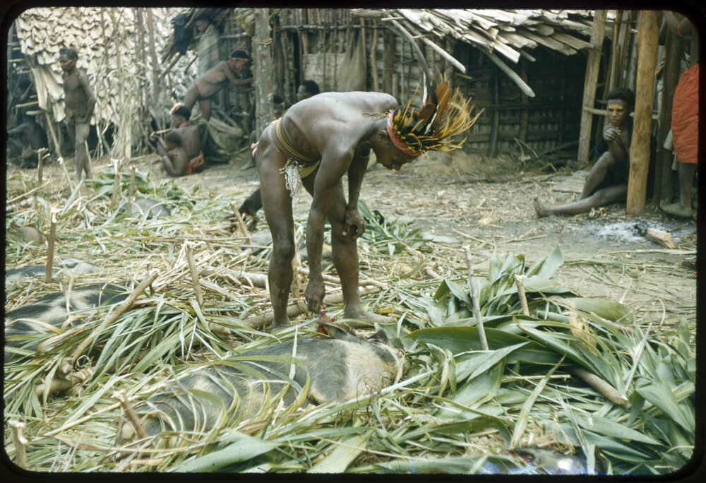 Man Preparing Pigs for Ceremony