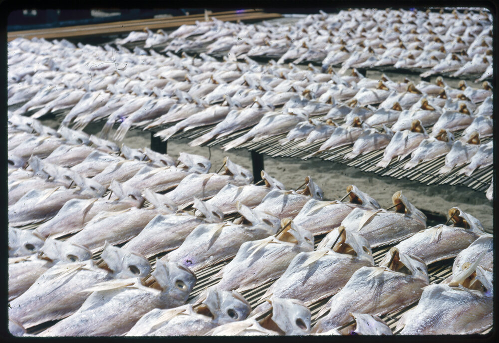 Fish Drying