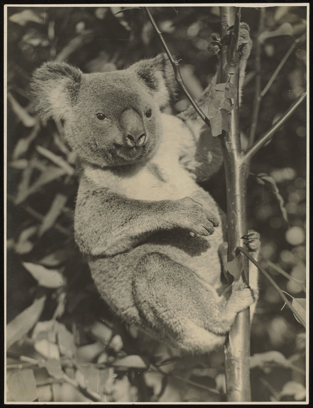 Commercial Print of Koala