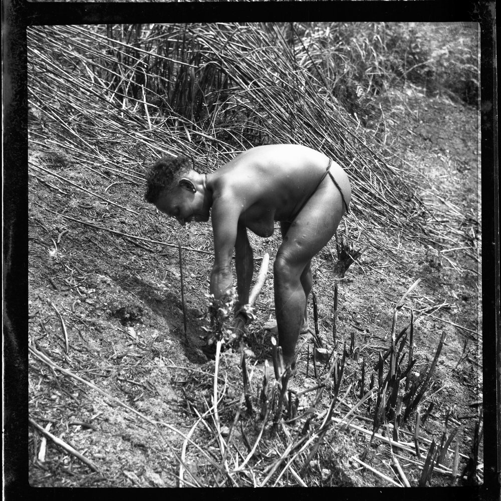 Woman Digging with Stick