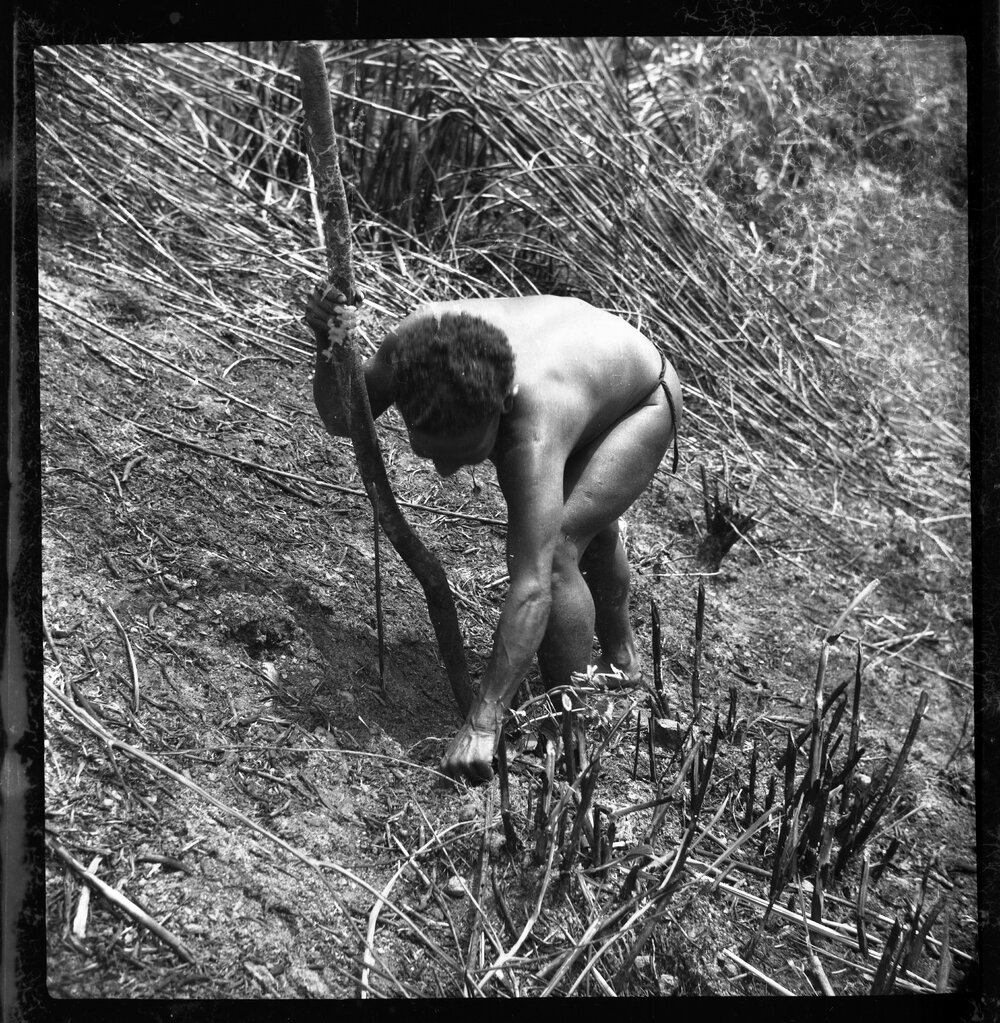 Woman Digging with Stick