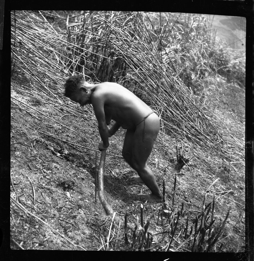 Woman Digging with Stick