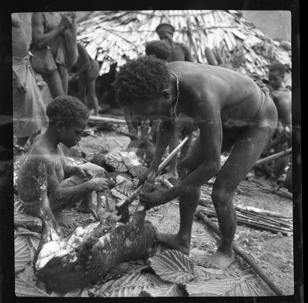 Preparing Pigs for a Ceremony