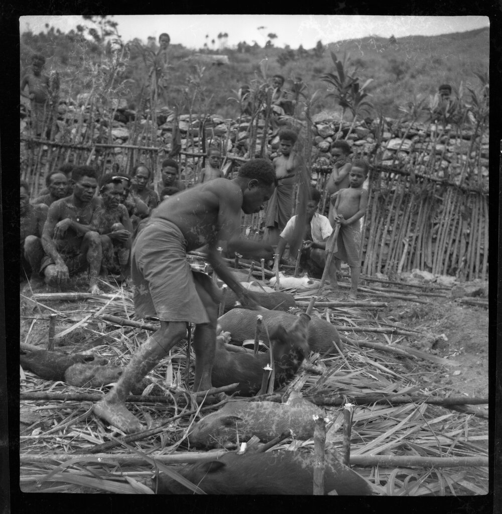 Group Preparing Pigs for a Ceremony