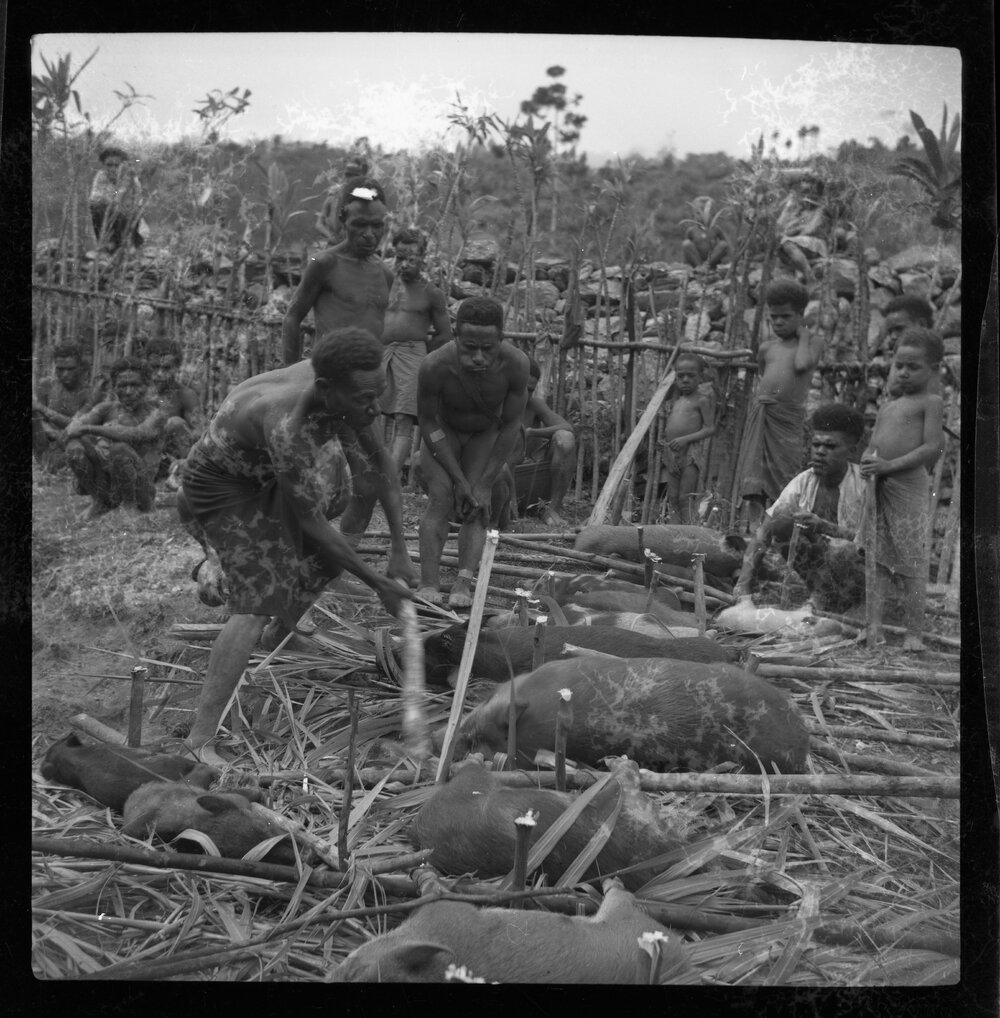 Group Preparing Pigs for a Ceremony
