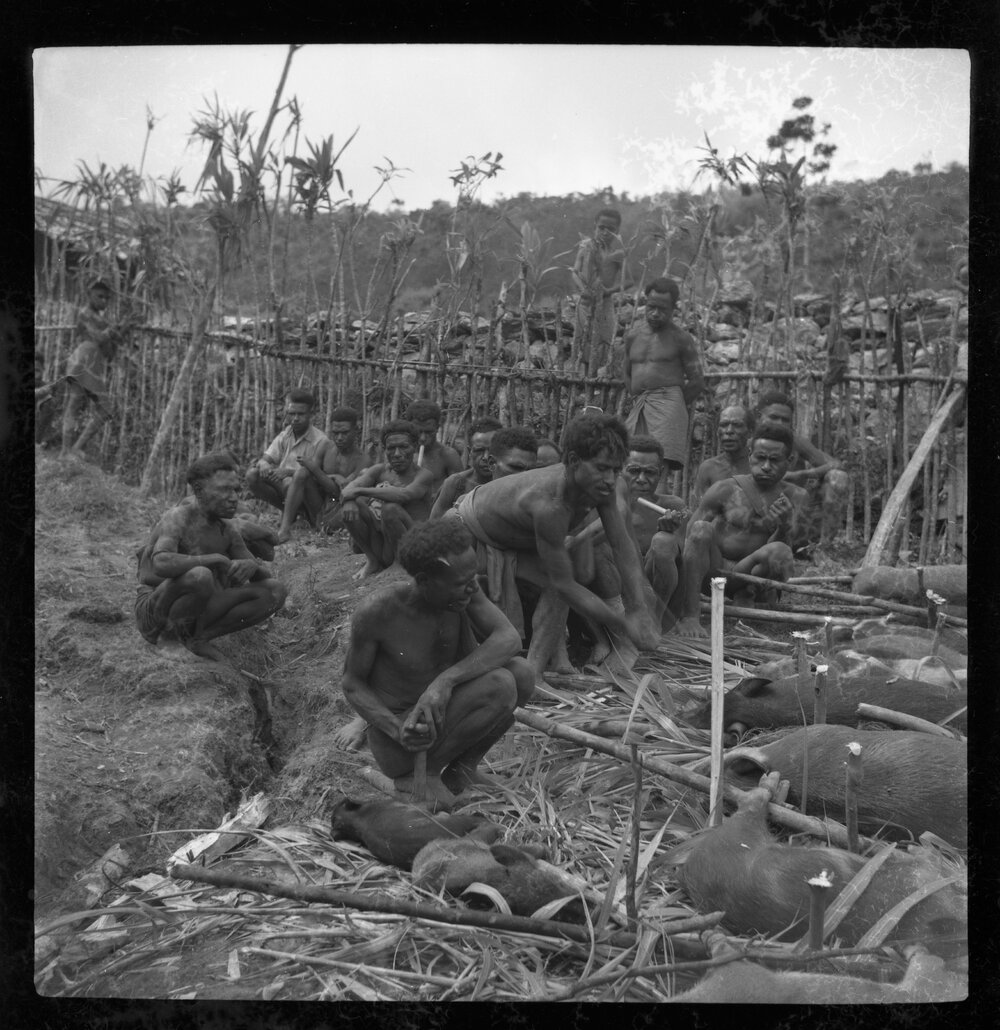 Group Preparing Pigs for a Ceremony