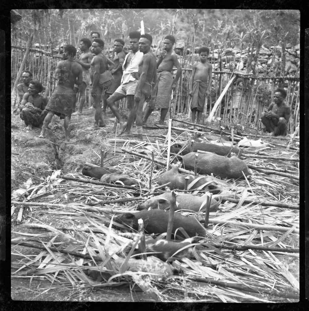 Group Preparing Pigs for a Ceremony