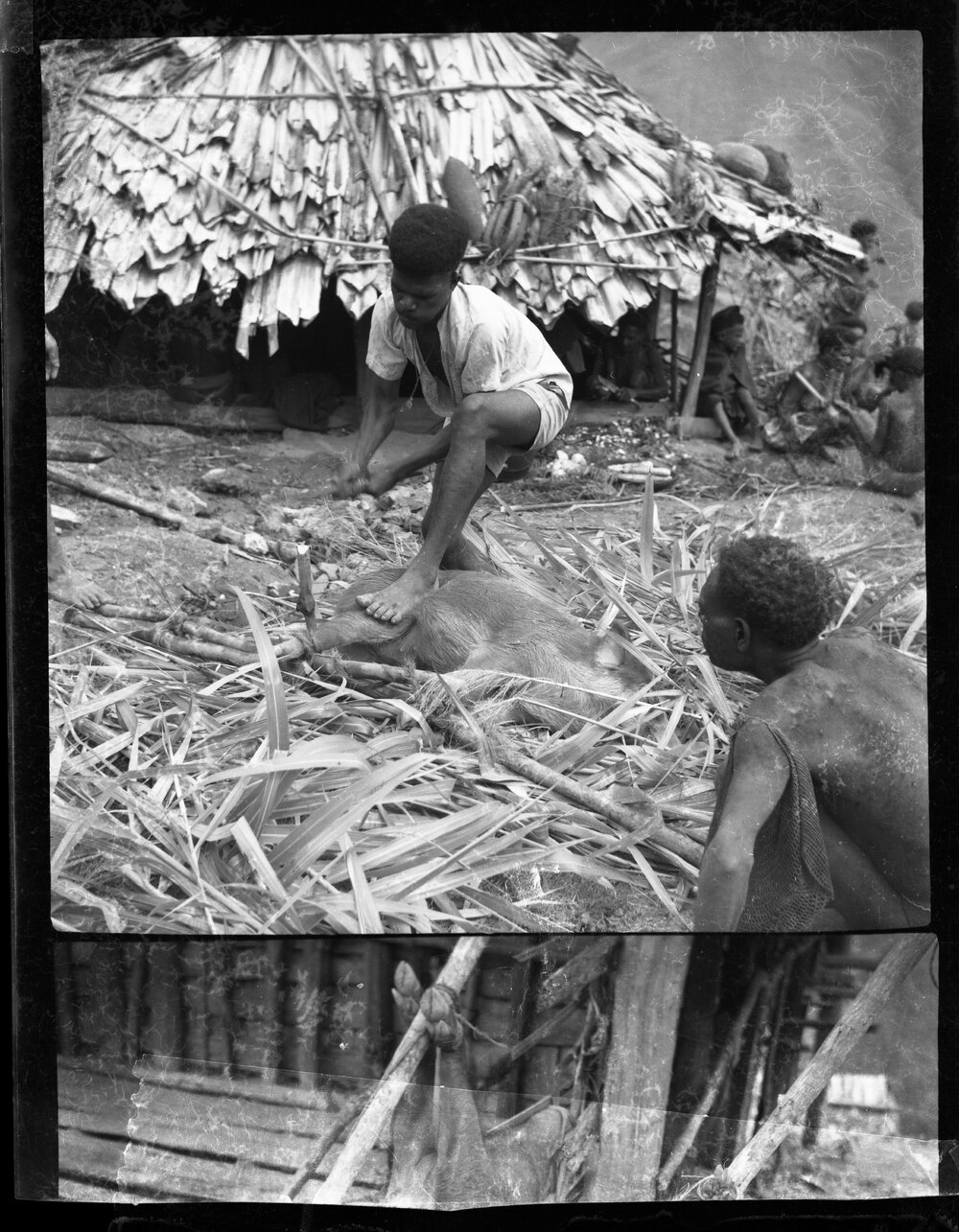 Preparing Pigs for a Ceremony