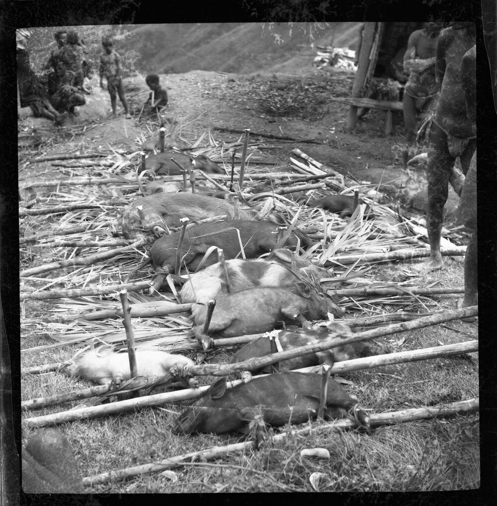 Preparing Pigs for a Ceremony
