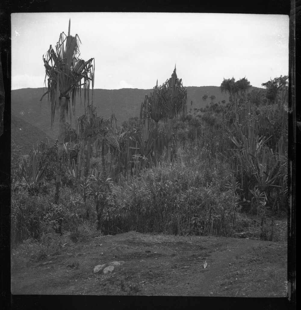 Trees, Possibly Areca Palms