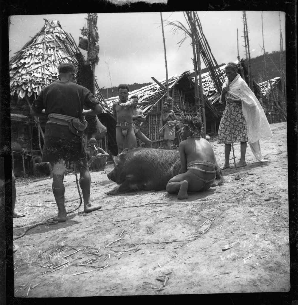 Group Preparing a Pig for a Ceremony