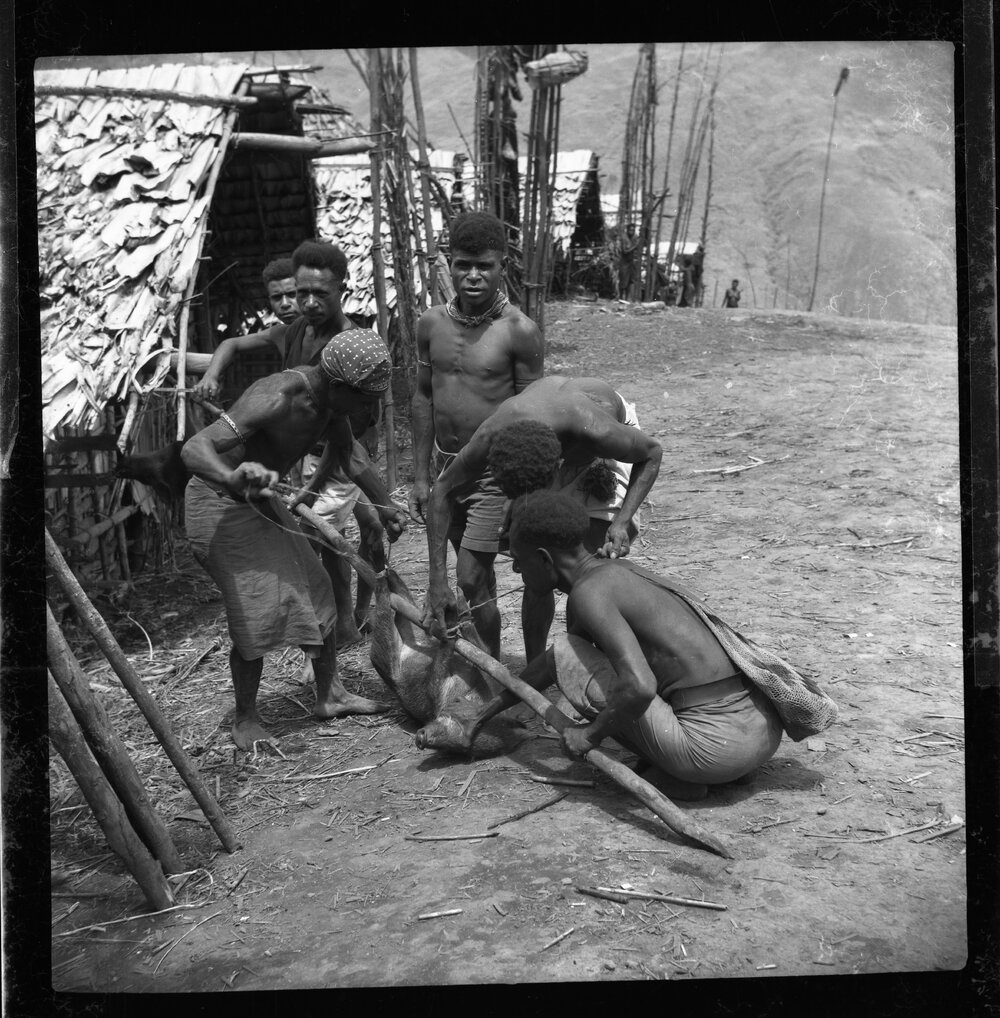 Group Preparing a Pig for a Ceremony