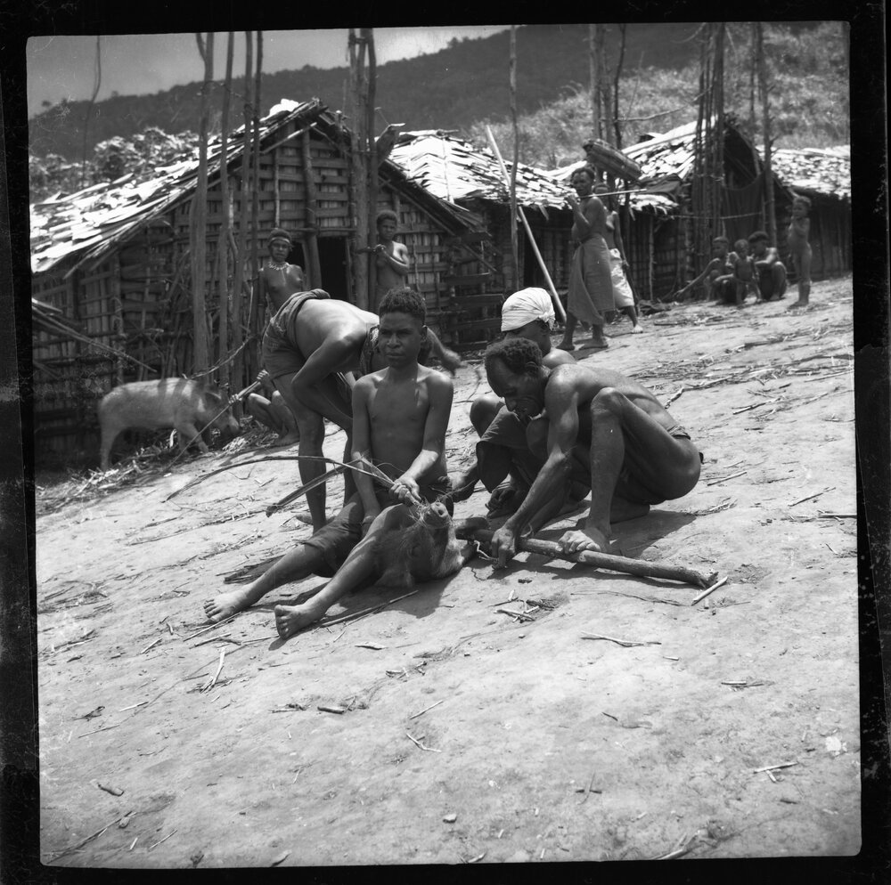 Group Preparing a Pig for a Ceremony