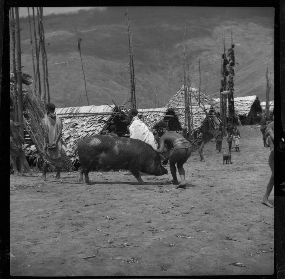Group Preparing a Pig for a Ceremony