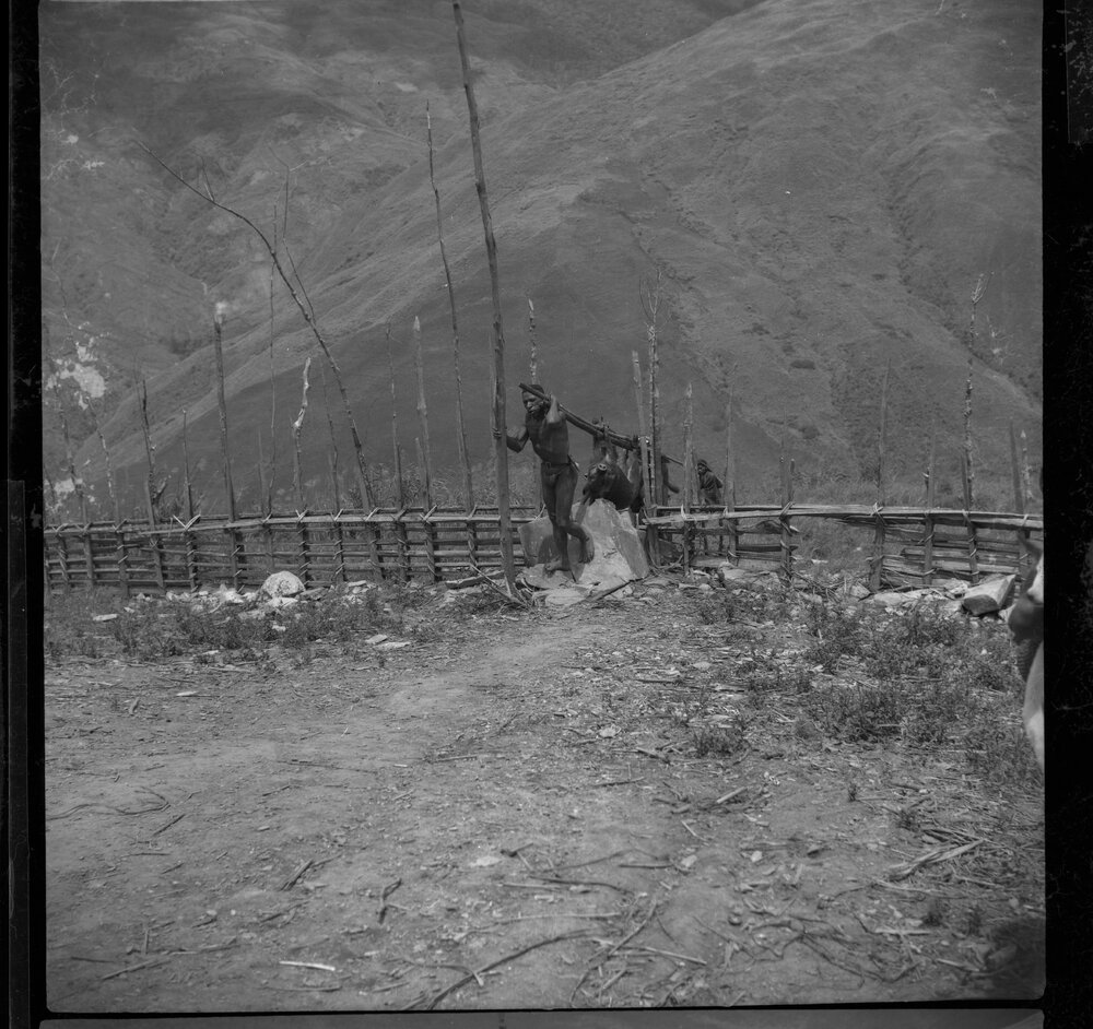 Men Preparing Pigs for a Ceremony