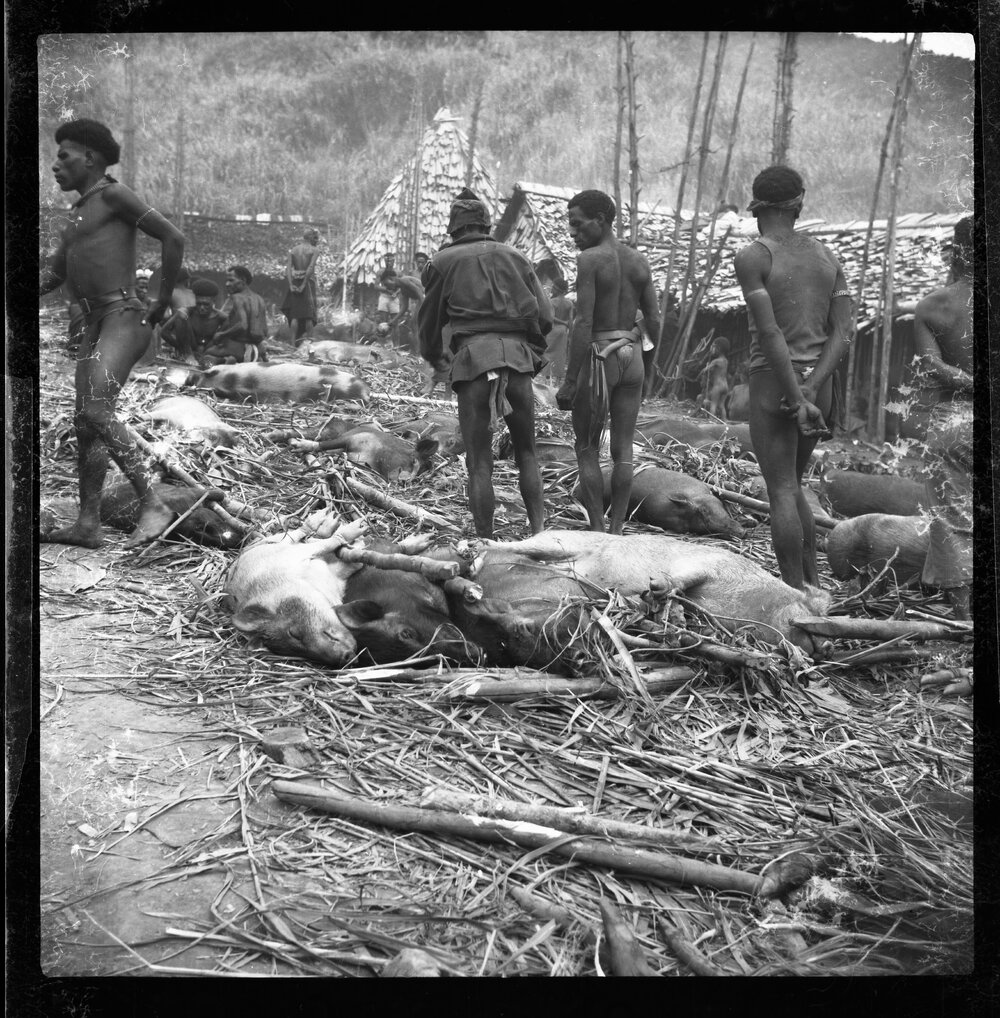 Preparing Pigs for a Ceremony