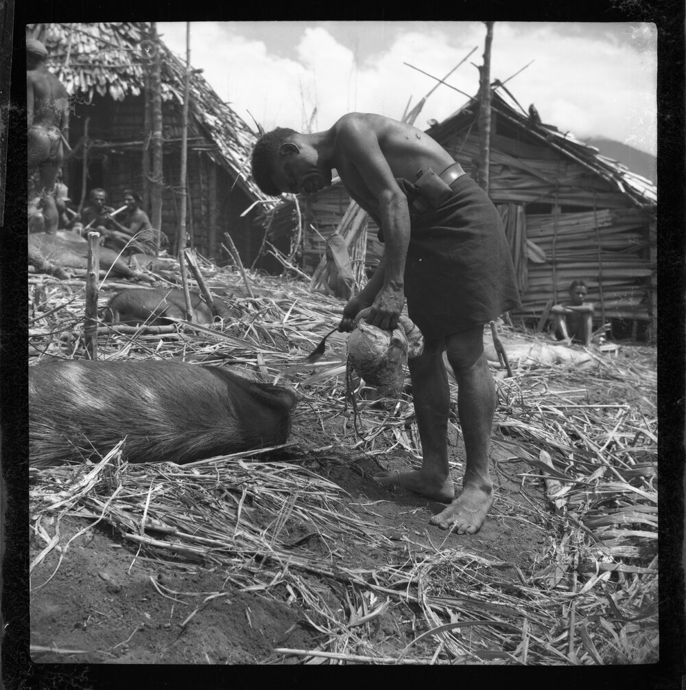 Preparing Pigs for a Ceremony