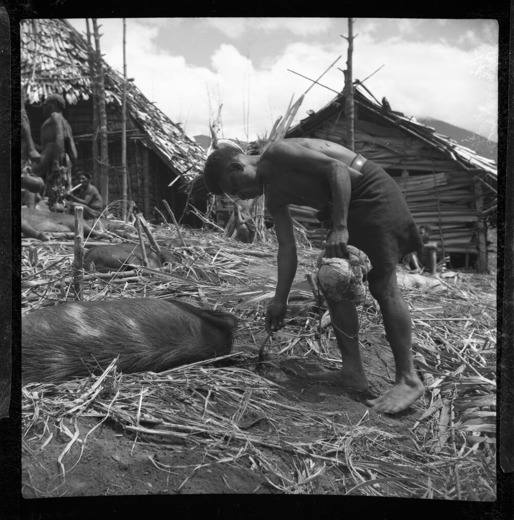 Preparing Pigs for a Ceremony