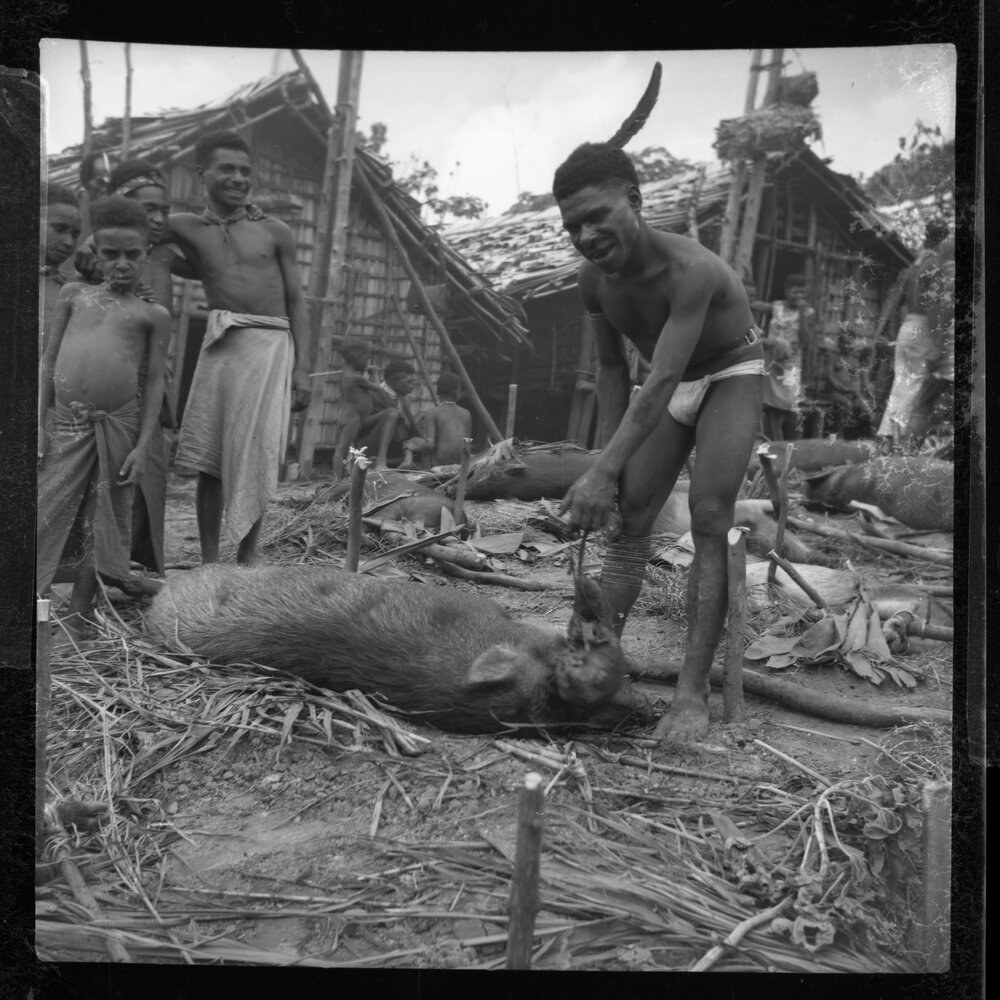Preparing Pigs for a Ceremony